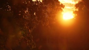 Autumn sunset. 4K video with a beautiful sunset light over an autumn tree with vivid fall orange color. Nature changes during autumn season.