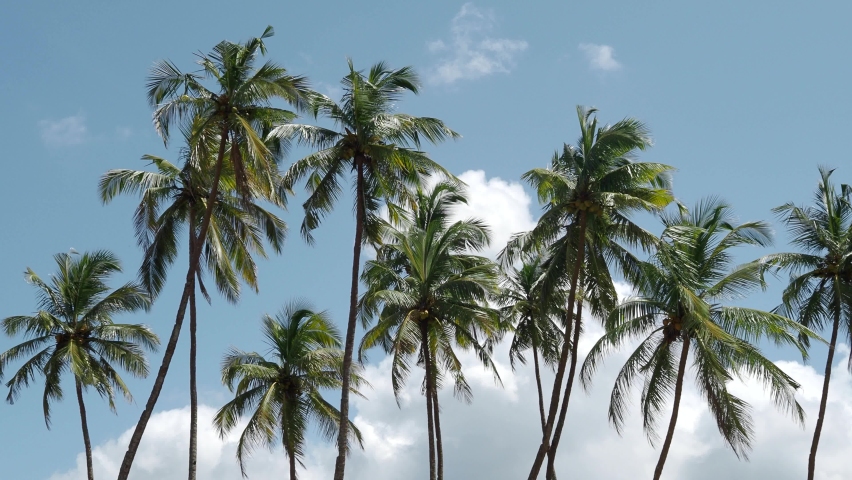 Coconut palm trees and blue sky at the beach during warm sunny summer day Royalty-Free Stock Footage #1095133045