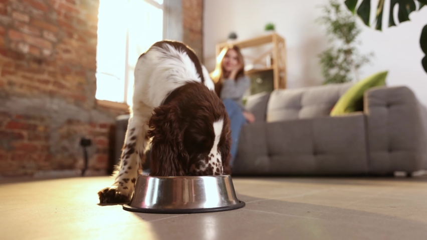 English springer spaniel eating in living-room at home. Hungry dog puppy running to metal bowl close-up. Happy domestic animal concept. Dog food, pet store, ad. Concepts of online shop delivery for | Shutterstock HD Video #1095134543
