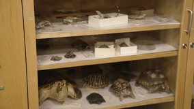 This video shows a panning of a biology herpetology cabinet full of taxidermy turtles and specimens. 