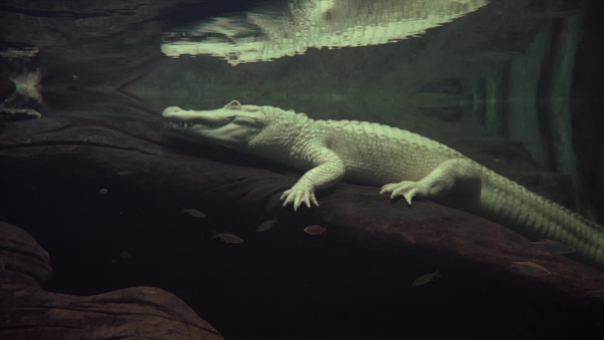 This video shows an albino alligator resting on a log underwater. Royalty-Free Stock Footage #1095137367