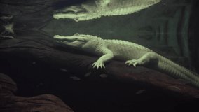 This video shows an albino alligator resting on a log underwater.