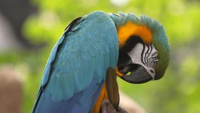 This close up video shows a macaw preening it's feathers.