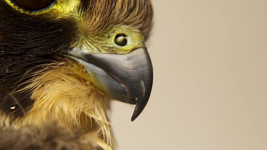 Falcon. 
Closeup sharp beak and tubercles.
Tubercles are little bones, inside their nostrils, Their job is to slow the flow of air into his lungs.
Eurasian hobby (subgenus Hypotriorchis).
Saker, saqr
