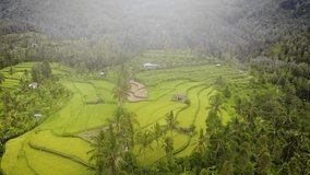 Aerial HD drone footage of amazing green rice terraces in the middle of the Balinese jungle, Bali, Indonesia.
Parallax movement, low angle.