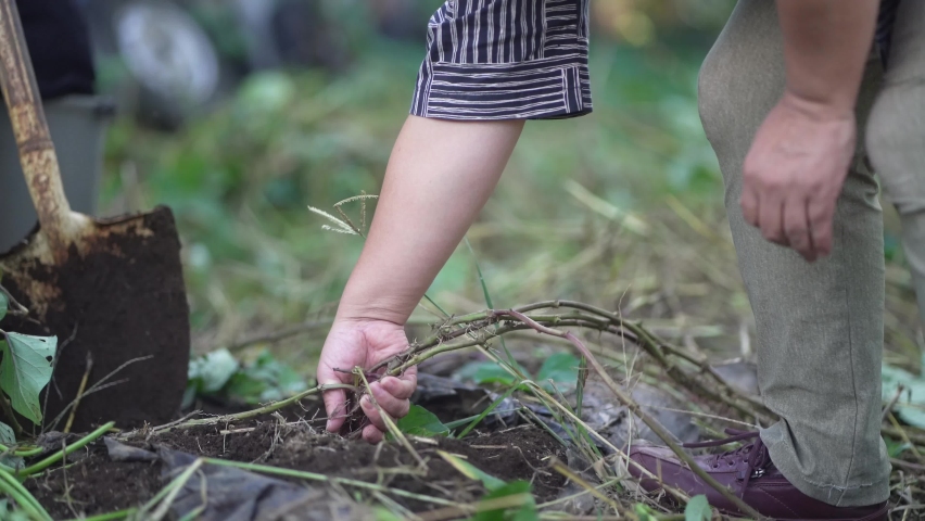 Image of a woman harvesting sweet potatoes