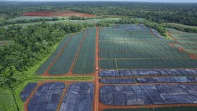 Pineapple fields and surrounding landscape of Upala, Costa Rica. Aerial tilt up descending