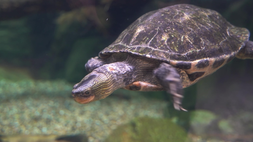 Freshwater turtle, Chinese stripe necked turtle, mauremys sinensis swimming under the water, webbed feet with claws, close up shot of a critically endangered species. | Shutterstock HD Video #1095152877