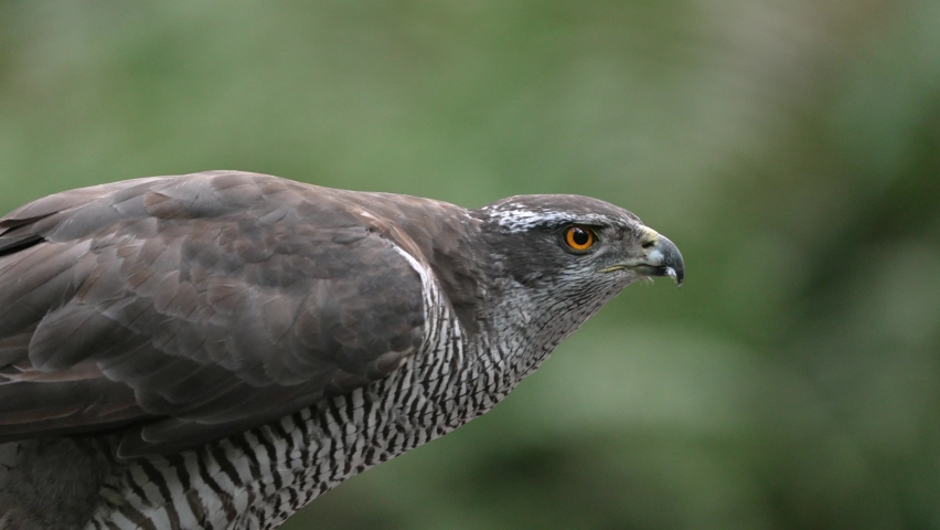 Profile shot of powerfull-built handsome Northern Goshawk; close up
