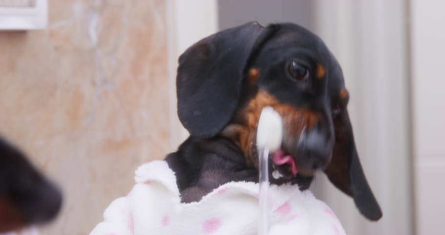 Funny puppy in pajamas in front of mirror in bathroom brushing his teeth with toothbrush licking paste. Dachshund comically clean own teeth. Oral care for pet tartar prevention veterinarian dentistry Royalty-Free Stock Footage #1095153835