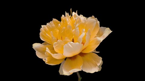 Beautiful Yellow Peony Background Blooming Peony Stock Footage Video