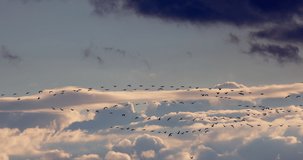 Flock of flying birds against the background of a blue sky with sunset clouds. Birds migrate in the end of the summer toward hot countries.