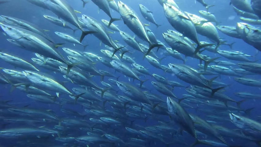 Transport of freshly captured Mediterranean bluefin tuna within sea cages, heading to aquaculture farms.