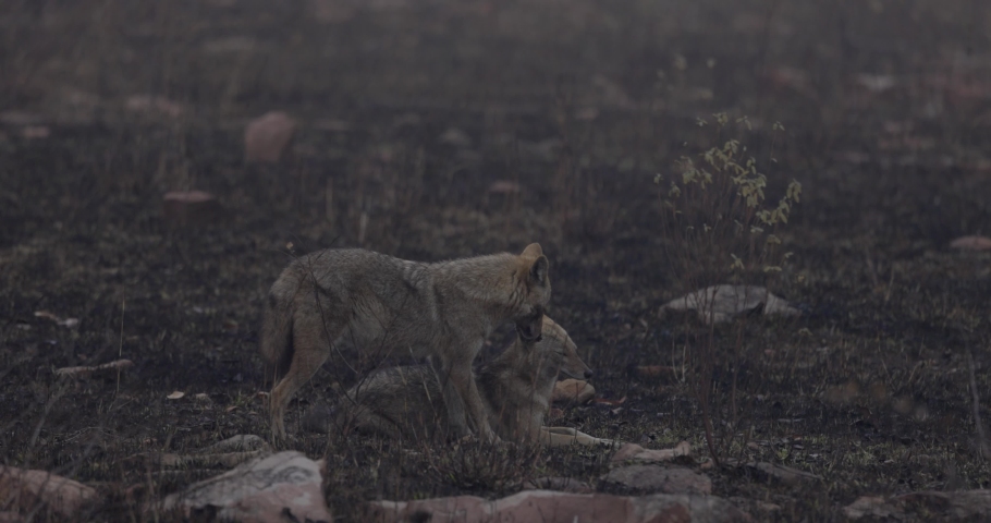 Indian Jackal, Canis aureus indicus, jackal pair, forest fire, care, Panna Tiger Reserve, Madhya Pradesh, India