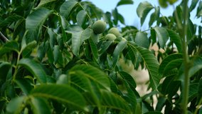 Green walnuts tree videos, agriculture orchard, large green walnut tree, shelled walnut fruit