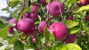 Fresh Apple Trees Video in Juicy Apple Fields in Canada