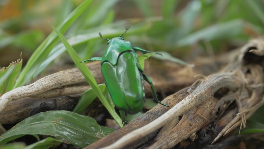 Australian Green Scarab Beetle Climbing On Blades Of Grass In The Daintree Rainforest. - close up