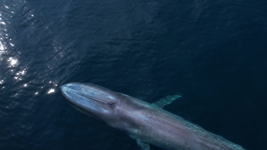 The best 4k drone footage of a Blue Whale Diving after a large breath creating a colorful rainbow as it sinks into the Pacific Ocean. Royalty-Free Stock Footage #1095168373