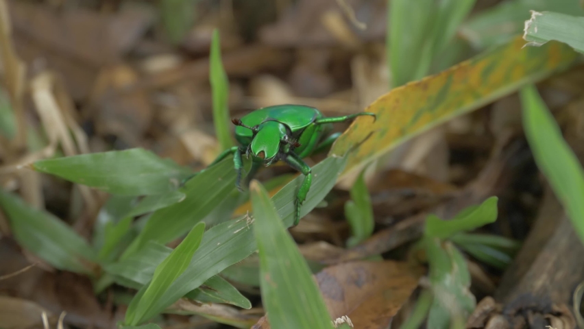Ischiopsopha Wallacei Yorkiana - Green Scarab Beetle Walking On The Grass. - close up