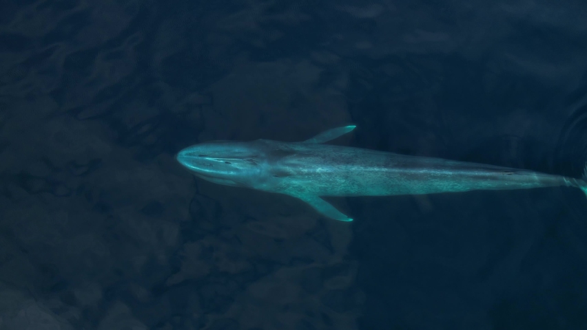 Rare overhead drone shot of a Blue Whale as it spouts before diving into Pacific with an overhead fluke view. Royalty-Free Stock Footage #1095168989