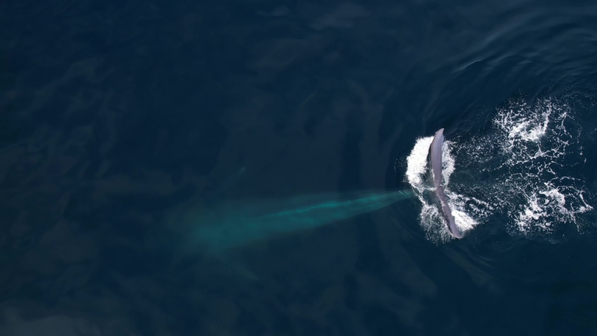 Rare overhead drone shot of a Blue Whale as it spouts before diving into Pacific with an overhead fluke view. Royalty-Free Stock Footage #1095168989