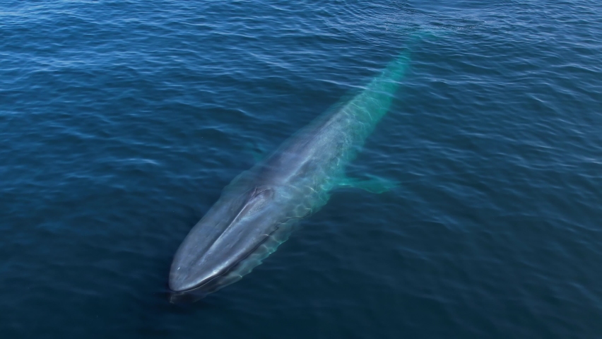 Blue Whale passing by the camera to give a size perspective as it spouts a beautiful rainbow. Royalty-Free Stock Footage #1095169599