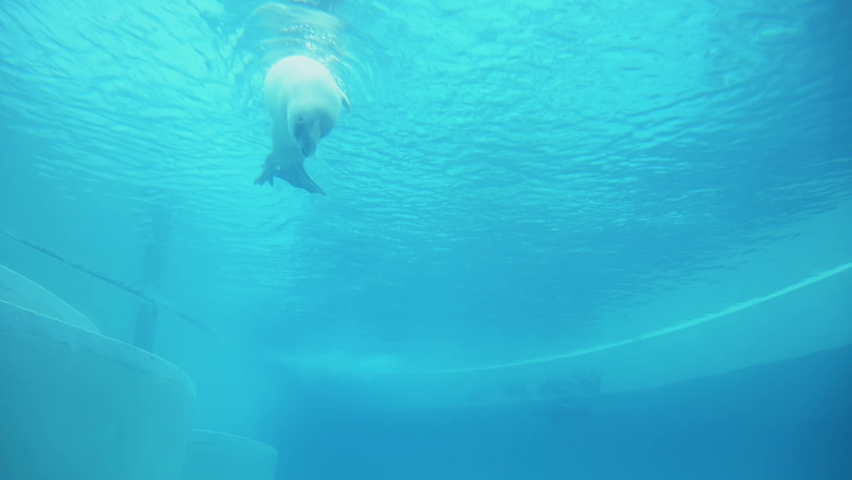 Beautifull sea lion swimming under sea water, Close up footage of Sea lions or walrus or seal swimming under water. High quality 4k raw slow motion footage