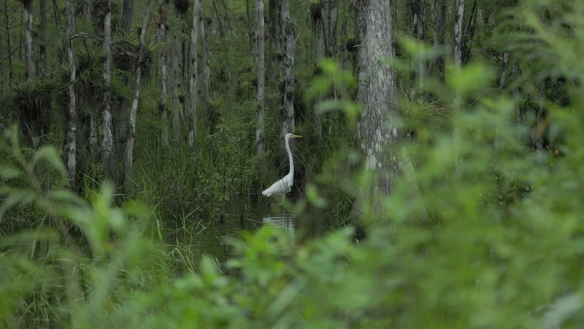 Egret walking on a swamp in a cloudy day with lots of vegetation 