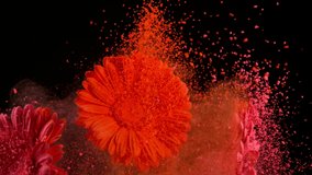 Slow motion of beautiful pink gerbera flowers with colored powder flying, close-up - Powered by Shutterstock - Get 15% off with code: PIKWIZARD15