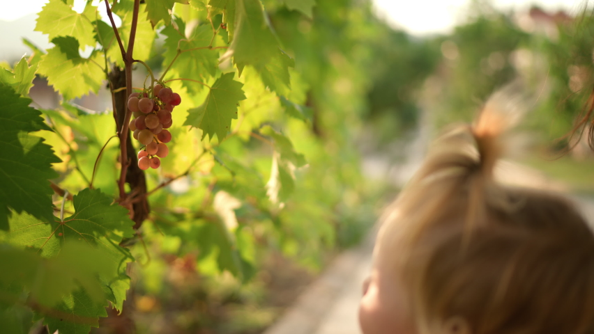 Collecting grapes. Grape harvest. Kid's hand plucking grape. Child's hand breaking the vine. Juicy fresh branch of grapes handing on a grape vine. Water drops on green fruits. Fresh juicy fruits. Royalty-Free Stock Footage #1095179055