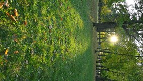 VERTICAL VIDEO, Colorful autumn leaves on green grass in a city park at sunset