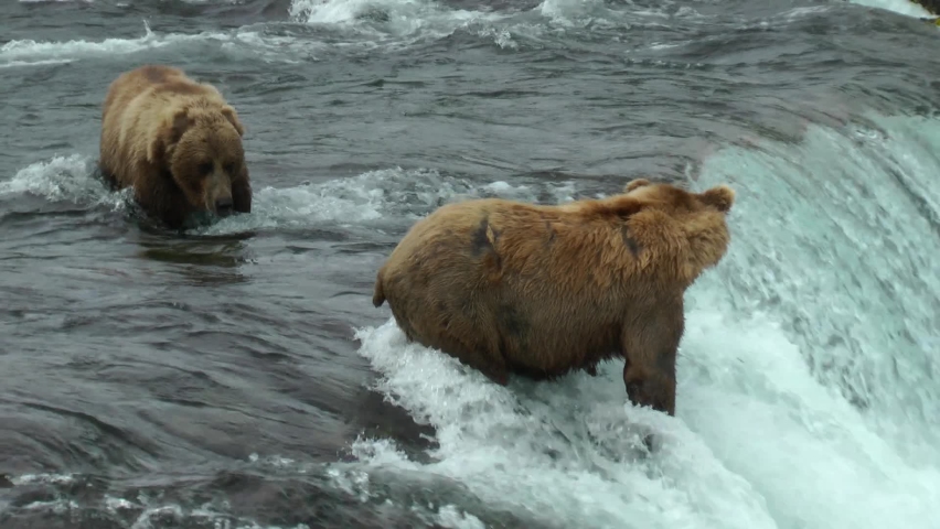 Grizzly bear couple looking for fish, Alaska
North America Wildlife and Nature, Brooks Falls - Katmai National Park,2022 
