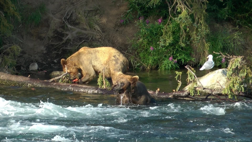 Grizzly bear couple standing on riverbank eating Salmon fish
North America Wildlife and Nature, Brooks Falls - Katmai National Park,2022 
