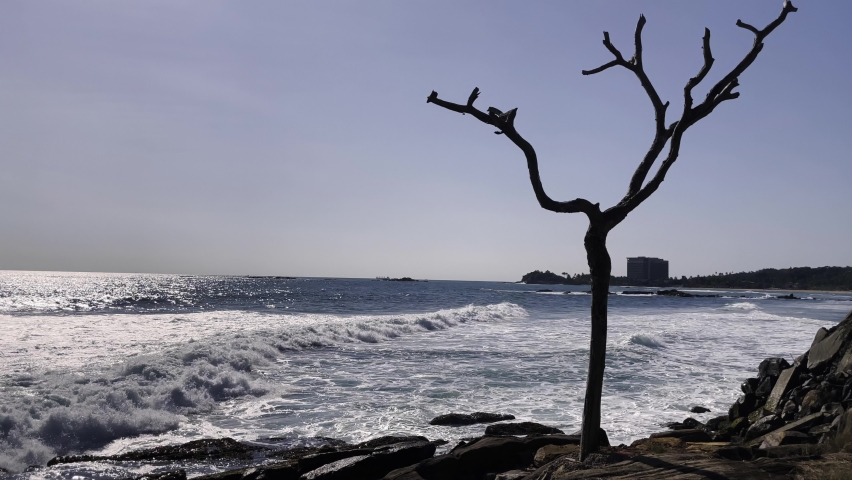 a lonely dry tree on a rocky ocean shore at sunset