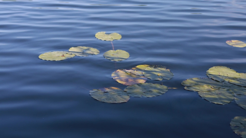 frogbit on the lake during autumn