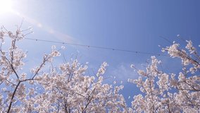 4K video of cherry blossoms in full bloom with tilt-down