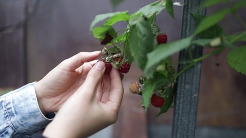 Hand Picking Collecting Raspberries Garden Bush Stock Footage Video ...