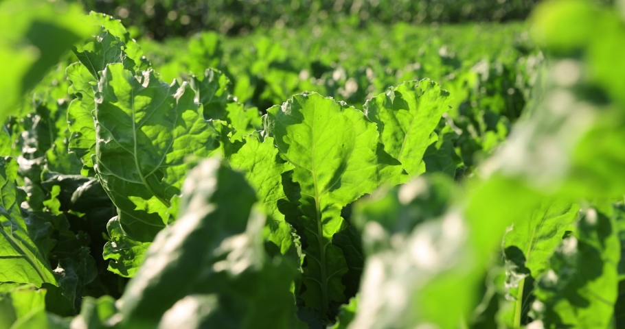 The green foliage of sweet sugar beet growing in the field of beets for sugar production