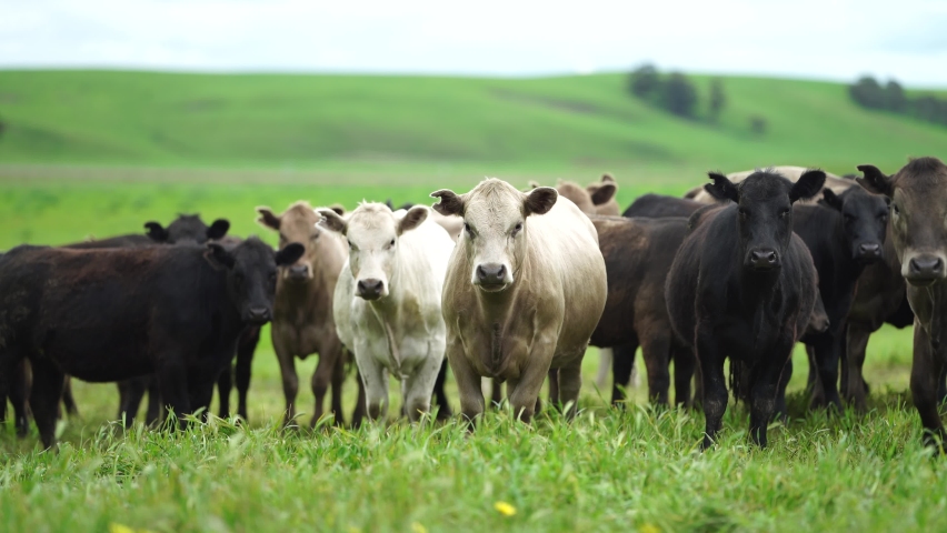 Organic regenerative grass fed cows. Cattle grazing on pasture in a field on a ranch. Stud cow eating grass on a sustainable agriculture farm. Angus and Wagyu heifers in spring
