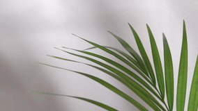 Abstract silhouette shadow on white wall  background. Blurry shadow of tropical leaves morning sun light. - Powered by Shutterstock - Get 15% off with code: PIKWIZARD15