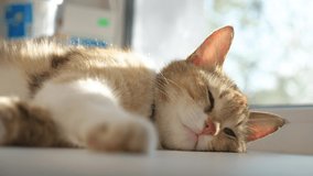 the cat sleeps on the windowsill happy family. tricolor cat sleeps on lifestyle a window in the rays of sunlight cute video. cat pet family member - Powered by Shutterstock - Get 15% off with code: PIKWIZARD15