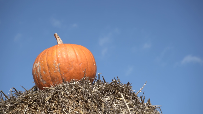 Orange pumpkin on the hay, with copy space on clear blue sky. Autumn or fall still life composition. Organic vegetable farming, harvest season on a pumpkin patch.