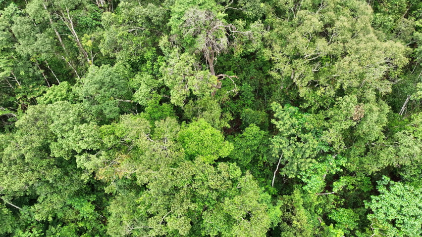 Tropical forests in rainy season , aerial view.  | Shutterstock HD Video #1095200591