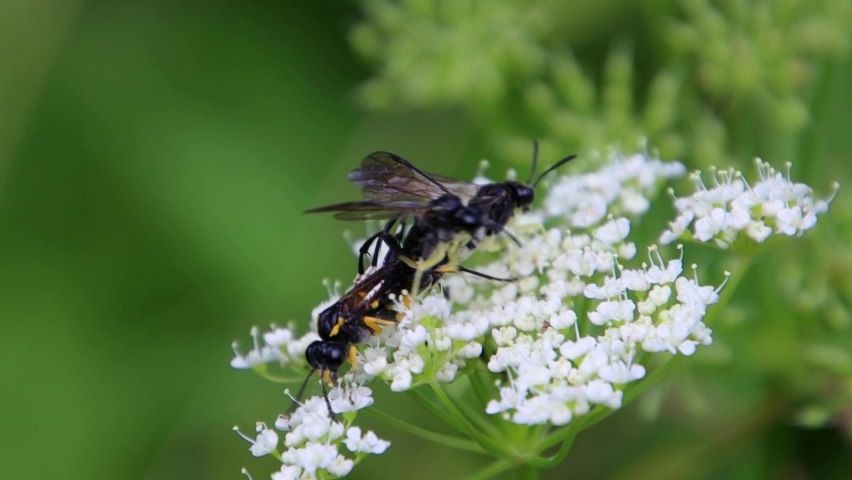 Parasitic wasp or ichneumon fly laying eggs in a wasp, also called Ichneumonidae