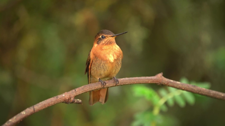Shining Sunbeam - Aglaeactis cupripennis hummingbird in Heliantheini in subfamily Lesbiinae, subspecies cupripennis and caumatonota, colorful orange nectar feeding bird flying in bush.