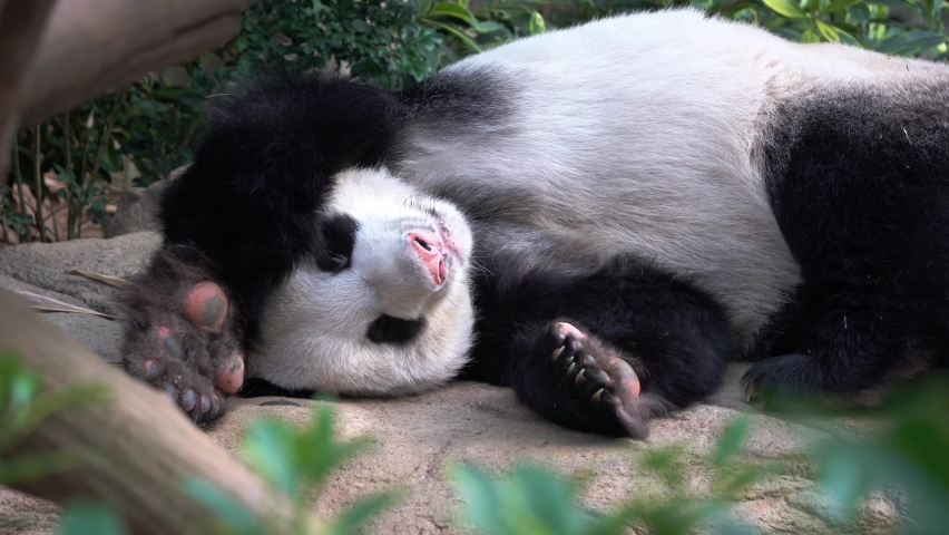 Handheld motion close up shot capturing adorable lazy panda dozing off on the ground with cute sleeping body posture on an idyllic afternoon.