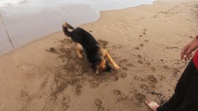 a German dog waving his body on the beach sand in front of its owner. pet buddy.