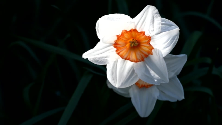 Spring: pure white daffodils, dark orange core. Lit by the sun and swaying in the breeze, the shady foliage forms a dark green background.