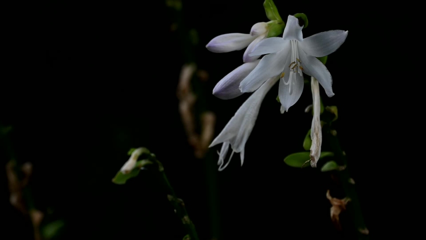 Early summer: white flowers, one in full bloom; one withered and one almost withered; buds with bright purple tips. They are spot-lit with the sun on the dark green background.
