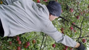 Vertical video. A young man is picking red apples in gloves.